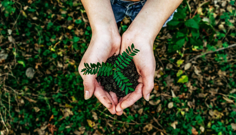 Do Ecosia Actually Plant trees?